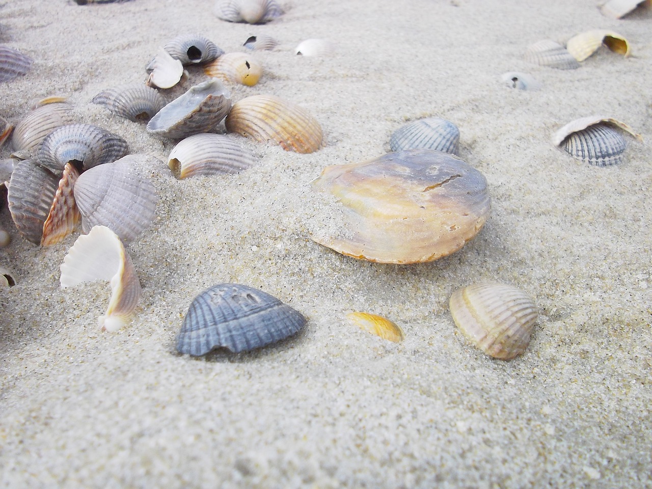 Muscheln